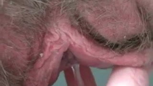 Dripping big hairy pussylips